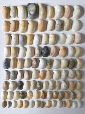 Seashells 100 Slipper Shells 3/4” to 1-3/4” Natural Beach Arts Crafts Decor